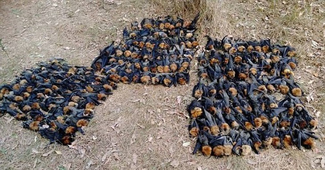 Thousands of foxes have been
