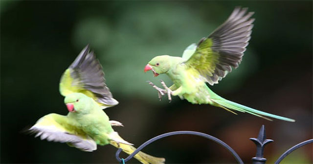 Thousands of green parrots naturally make landfall in the UK
