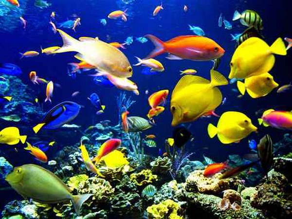 Thousands of new creatures appear on the bottom of the Caribbean Sea