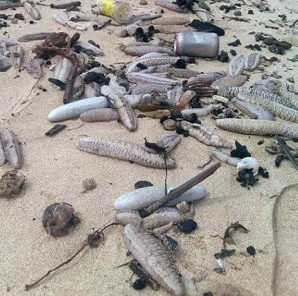 Thousands of sea cucumbers washed ashore, what risk?