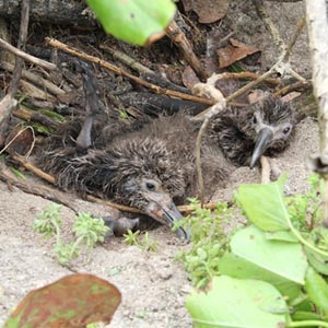 Thousands of seabirds died from the tsunami in the United States