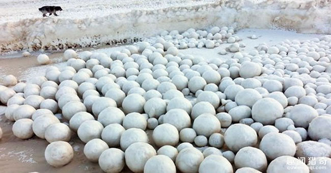 Thousands of snowballs appeared on the Russian coast