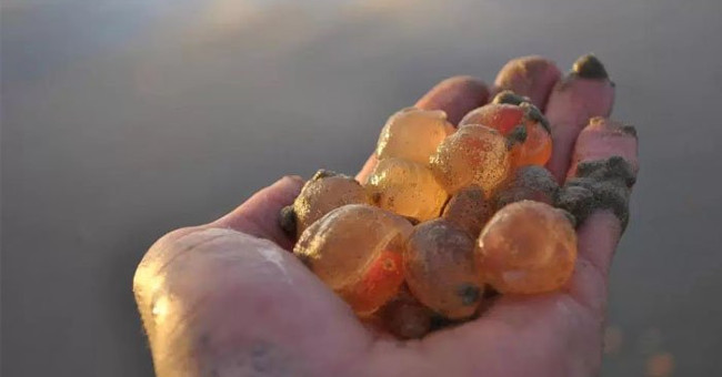 Thousands of strange creatures like jellyfish drifted to the California coast