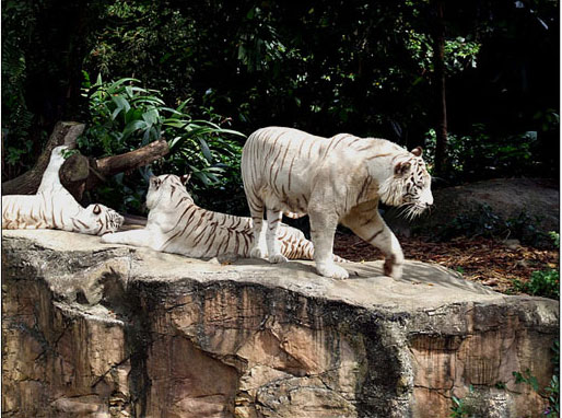 Thousands of tigers lost their lives in 10 years