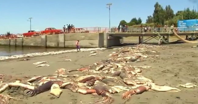 Thousands of unusually dead squid filled the Chilean coast