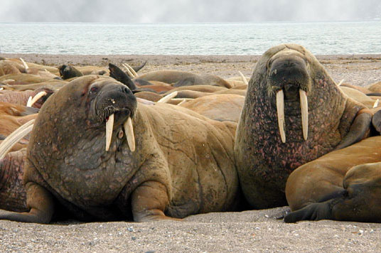 Thousands of walruses flock to the northwestern coast of Alaska