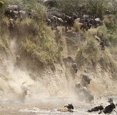 Thousands of wildebeest cross the river full of crocodiles