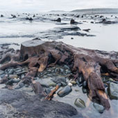 Thousands of years old oak forest revealed after the storm