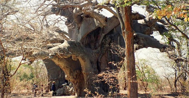 Thousands of years old trees in Africa mysteriously died