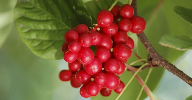 Thousand-year-old herb extends life