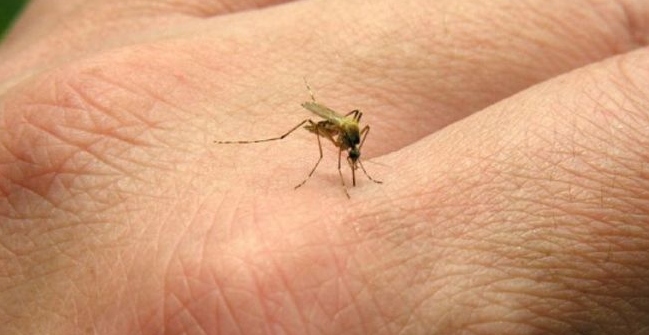 Three main infections of Zika virus
