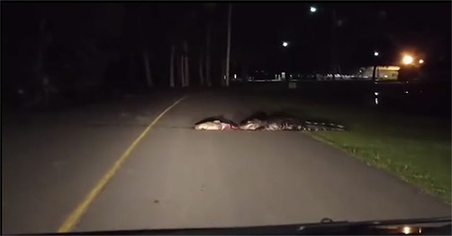 Three meter crocodile dragged its prey on the highway