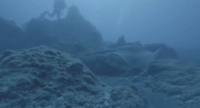 Three meter long stingray turns into a rock under the sea