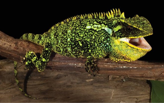 Three new lizard species have never been discovered