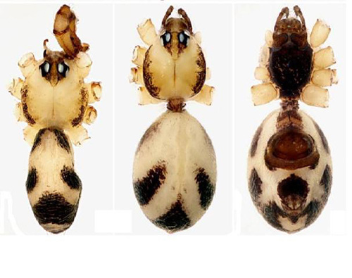 Three new spider species were discovered in Phong Nha - Ke Bang