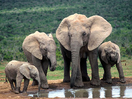 Three rare elephants were killed in Indonesia