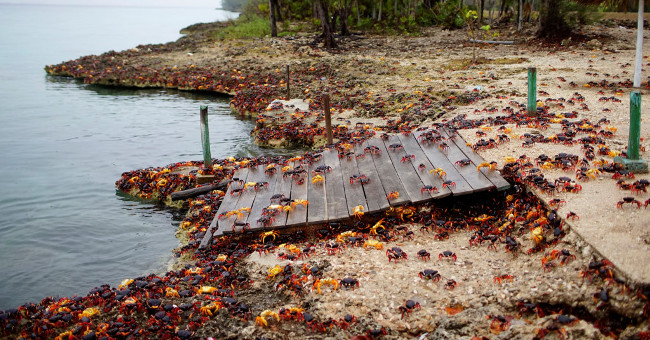 Three-colored crabs invaded the Pig Bay in Cuba