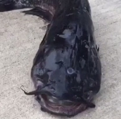 Three-eyed catfish appeared in New York