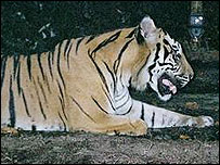 Three-legged tiger in Sumatra