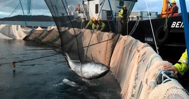 Three-tuna tuna causes turmoil in the salmon farm