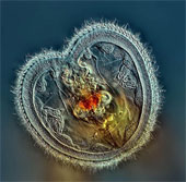Through the microscope 2014,