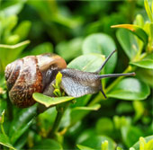 Throw snails away 20m to clean your garden