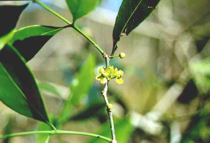 Thua Thien-Hue: Discovering precious blood plants
