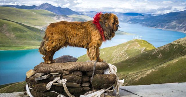 Tibetan mastiffs mate with mountain wolves to survive in high mountains