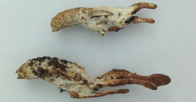 Ticks: Specialty or poison?