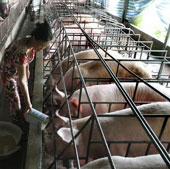 Tien Giang applied scientific and technological advances to animal husbandry