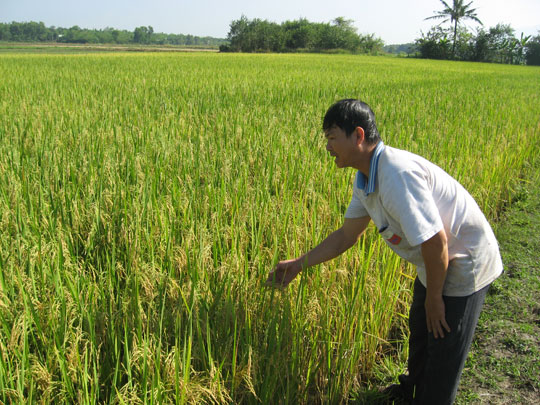 Tien Giang will mass produce specialty coal rice