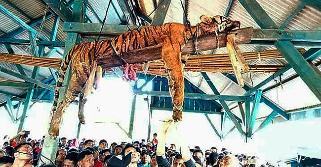 Tiger is slaughtered by Indonesian villagers hanging on rafters