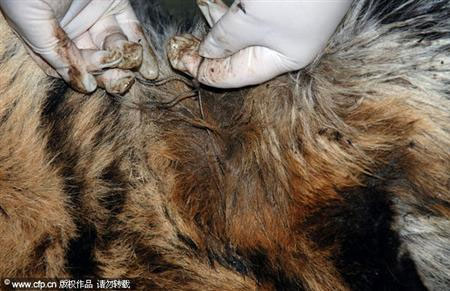 Tiger precious dead due to