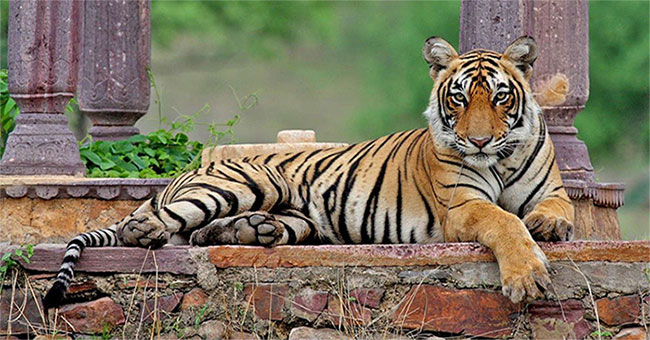 'Tiger Queen' Machli: alone kill alligators, losing their canines still defeating the male tiger