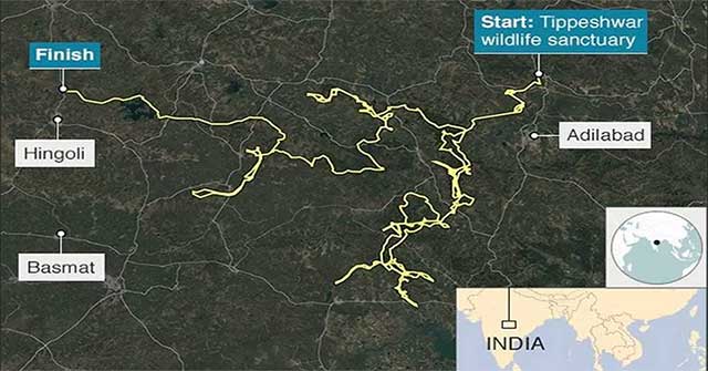 Tiger set a record of more than 1,300km in 5 months