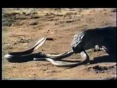 Tiger snakes fight Komodo dragons