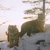 Tigers are reviving in Asia
