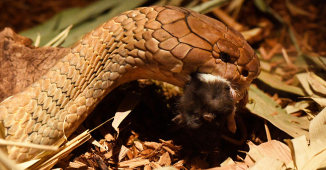 Tigers bring gods with skin cancer to take medicine hidden in the rat's body