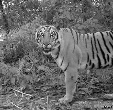 Tigers change tactics to avoid people