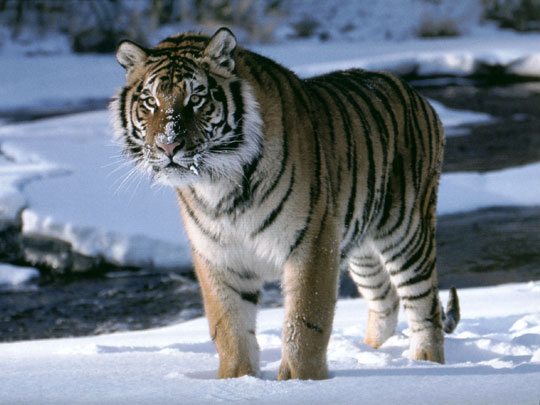 Tigers find both heaven and hell in India