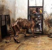 Tigers in Indonesia have serious illness