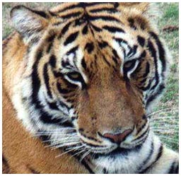 Tigers in the world are at risk of disappearing from the Earth
