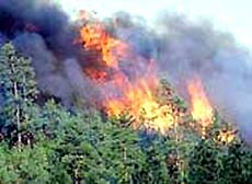 Tighten forest fire prevention