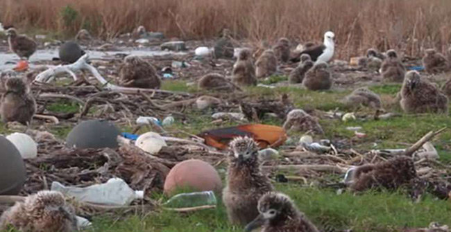 Tighten your heart in front of a dead bird on a remote island