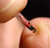 Time of transplanted electronic devices