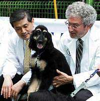 Time voted 'Dog cloning' is the invention of 2005