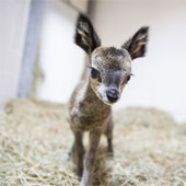 Tiny antelope