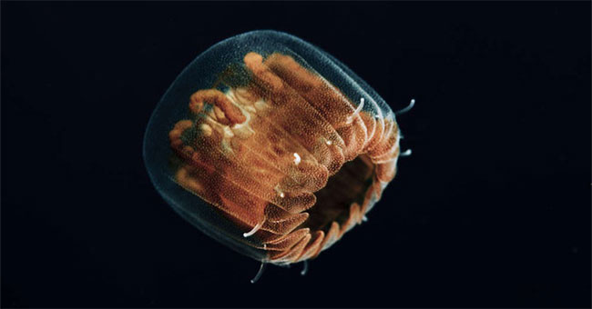 Tiny 'cannibal' monsters invaded many American beaches