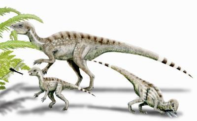 'Tiny' dinosaur fossils