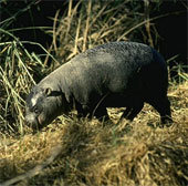 Tiny hippopotamus, a mysterious little-known animal